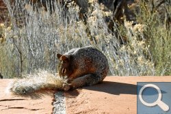 H&ouml;rnchen - wahrscheinlich ein Erdh&ouml;rnchen