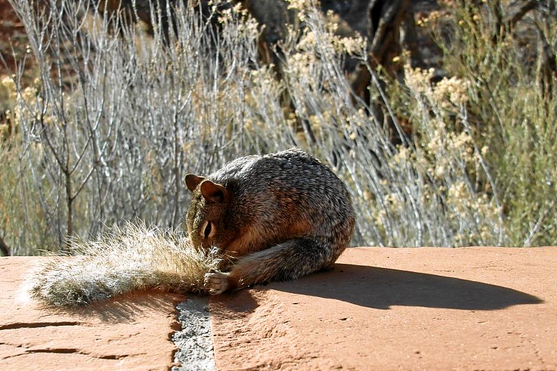 Hörnchen - wahrscheinlich ein Erdhörnchen